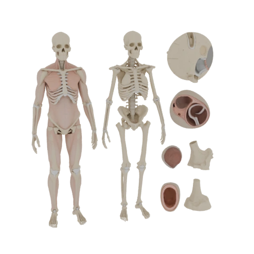 Menschliches Gelenk Anatomie Kit 3D AR Asset für Online-Nutzung
