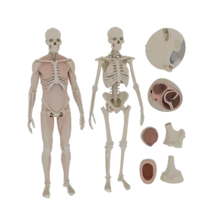 Human Joint Anatomy Kit 3D AR Asset for Online Use