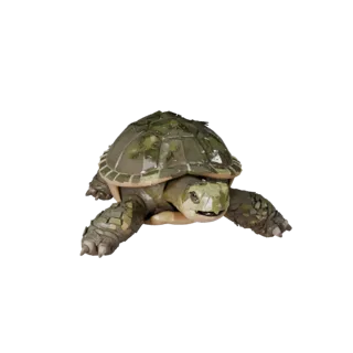 Low Poly Snapping Turtle 3D Model - Unity Game Asset with FBX