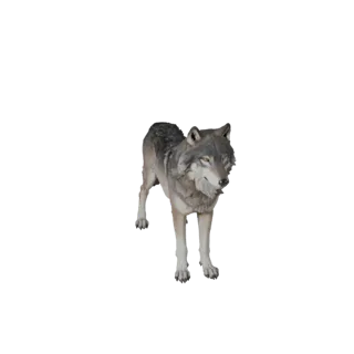 High Poly Gray Wolf 3D Model - Detailed STL Asset for Printing