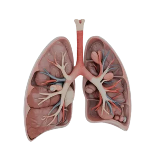 AR Ready Cutaway Lung 3D Asset for Online Browsers