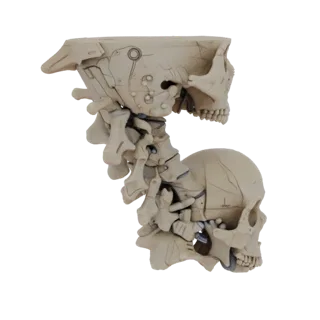 Detailed Skull Spine Column 3D Studio Render Asset