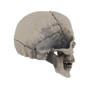 Anatomical Human Skull 3D Model