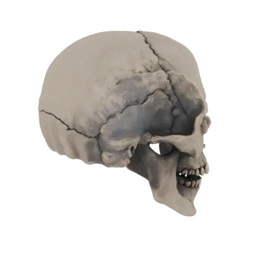 Vista lateral de um modelo 3D detalhado de um crânio humano, mostrando suturas e dentes.