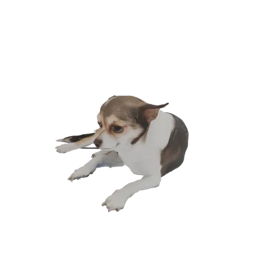 Modèle 3D d'un petit chien Chihuahua couché, la tête légèrement tournée, montrant son pelage brun et blanc.