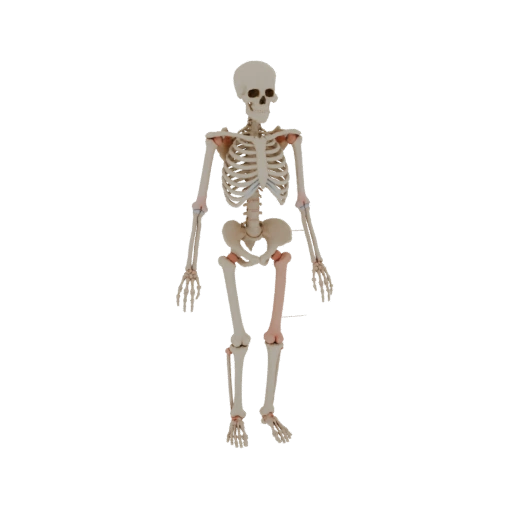 Gelenkskelett 3D-Asset für AR, WebGL und Browser