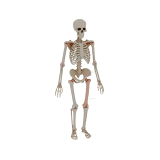 Joint Skeleton 3D Asset for AR, WebGL and Browsers