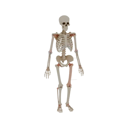 Modelo 3D de Esqueleto Articulado, vista três quartos frontal, renderização de estúdio com visualizador AR, mostrando superfí