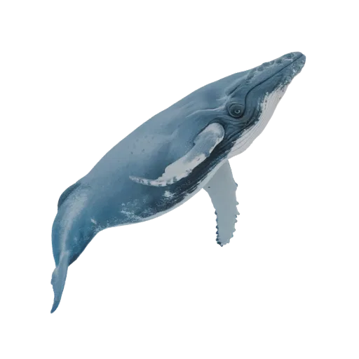 3D model of a humpback whale captured in a dynamic leaping pose, showcasing its pectoral fins and fluke.