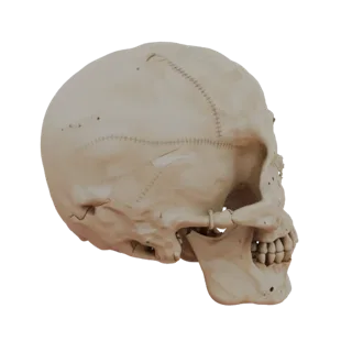 Skull Skeleton 3D Asset for Cinematic Film and VFX