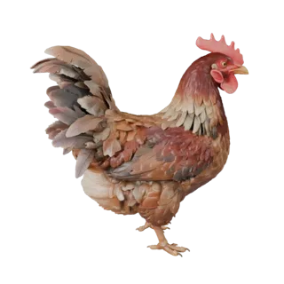 Chicken 3D Model for Blender - PBR Asset with Textures | PBR