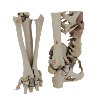 Joint Skeleton 3D Hero Render Asset for Studio Use