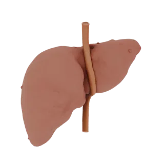 3D Liver Model with Gallbladder