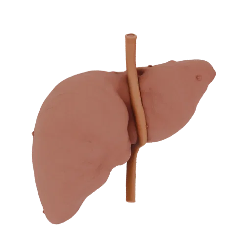 3D human liver model with Phrygian cap-shaped gallbladder and ducts