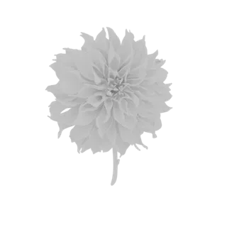 Un modèle 3D détaillé d'une fleur de dahlia blanche avec de nombreux pétales superposés et une tige, sur un fond uni.