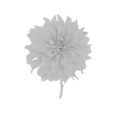 Un modello 3D dettagliato di un fiore di dalia bianca con molti petali stratificati e uno stelo, su uno sfondo semplice.