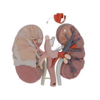 Vascular Kidney 3D Asset for Engineering Sim Studios