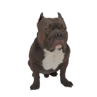 Modello 3D di un cane Pitbull muscoloso seduto, con pelo scuro e una macchia bianca sul petto, che guarda direttamente verso