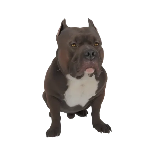 Modèle 3D d'un pitbull musclé assis, avec une fourrure foncée et une marque blanche sur la poitrine, regardant directement le