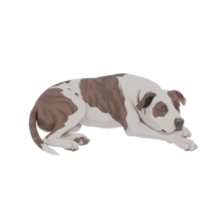 A 3D model of a brown and white Pitbull dog lying down on a white background, with its head resting on its paws.