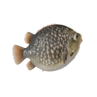 Pufferfish 3D Model for Blender - PBR Asset with Textures | PBR