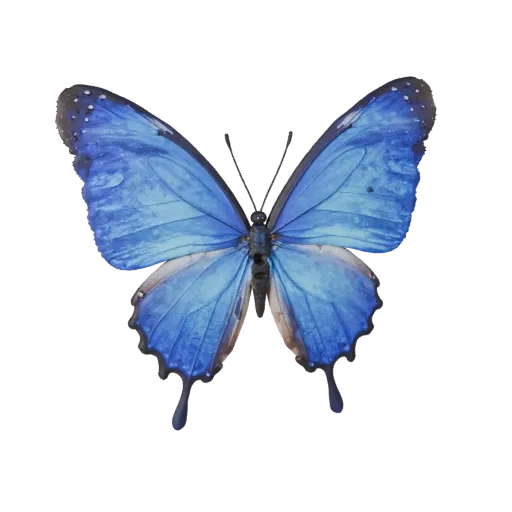 Blue Morpho Butterfly 3D Model for Blender - PBR Asset with Textures