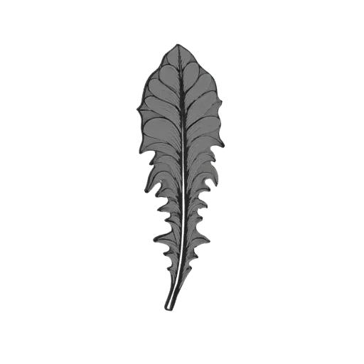 A grayscale 3D model of a single dandelion leaf with detailed veins and serrated edges, presented on a white background.