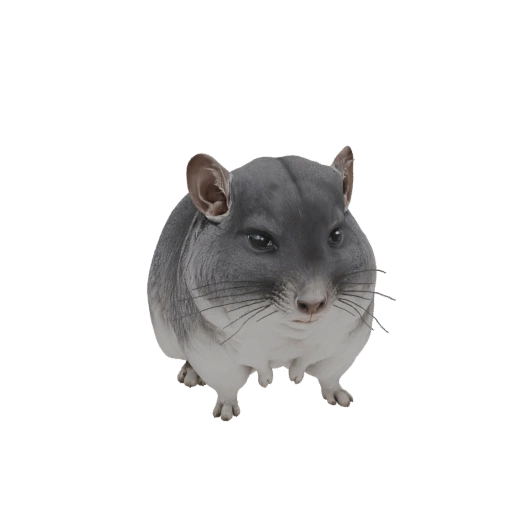 Chinchilla 3D Model