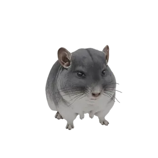 Chinchilla 3D Model
