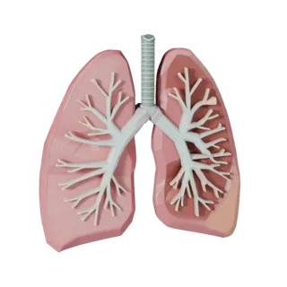 Low Poly Healthy Lung 3D Asset for Realtime Levels