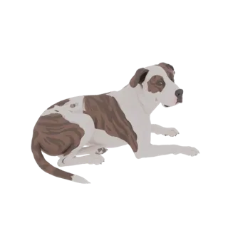 3D model of a brindle and white Pitbull dog lying down, looking to the right with its head slightly raised.