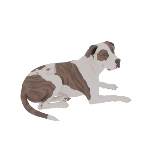 3D model of a brindle and white Pitbull dog lying down, looking to the right with its head slightly raised.