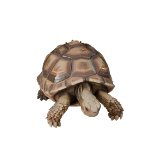 Low Poly Desert Tortoise 3D Model - Unity Game Asset with FBX