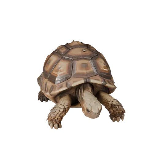 Modelo 3D de Tartaruga-do-deserto Low Poly, vista lateral da câmera de gameplay, asset de animal low-poly com dobras de pele,