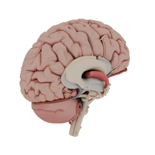 Healthy Brain 3D Asset for Engineering Sim Studios