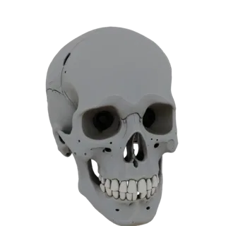 3D Robot Skull Model