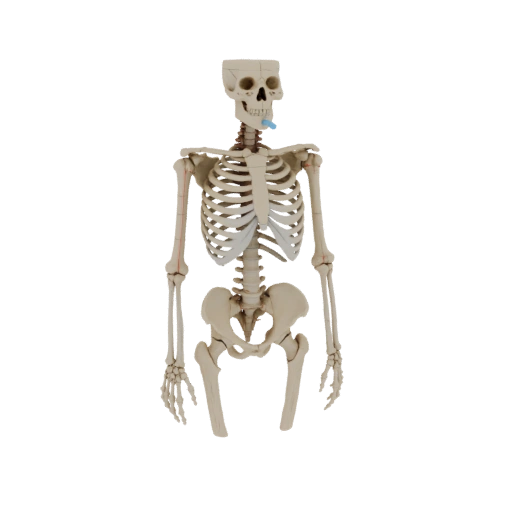 Joint Skeleton 3D-Modell für FDM-Drucker