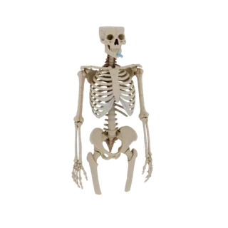 Printable Joint Skeleton 3D Asset for FDM Printers