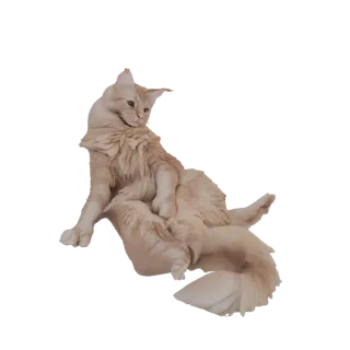 Fluffy Orange Cat Sitting