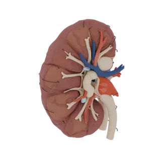 Vascular Kidney 3D Browser Asset for AR Online Use