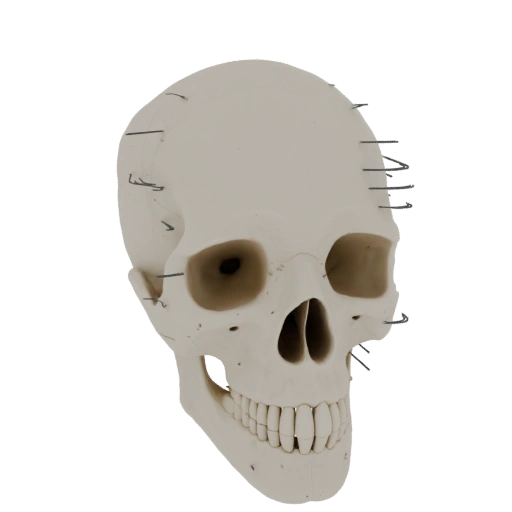 Schädel Hand Knochen 3D-Asset für Druck-Hobbybauer