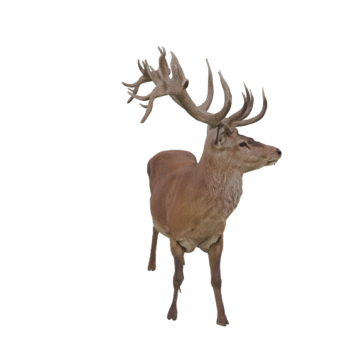 Majestätischer Rothirsch mit Geweih