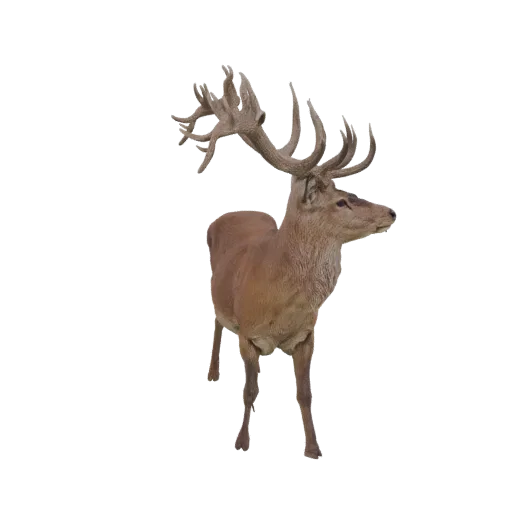 3D model of a majestic Red Deer Stag with large, branching antlers, standing proudly against a black background.
