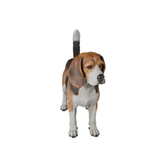 Beagle Dog 3D Model for Unity - Game Ready Asset, FBX | Royalty-Free
