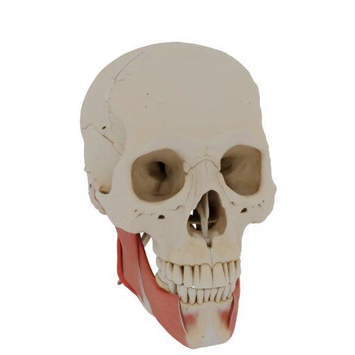 3D Skull Model with Muscles and Jaw Deviation