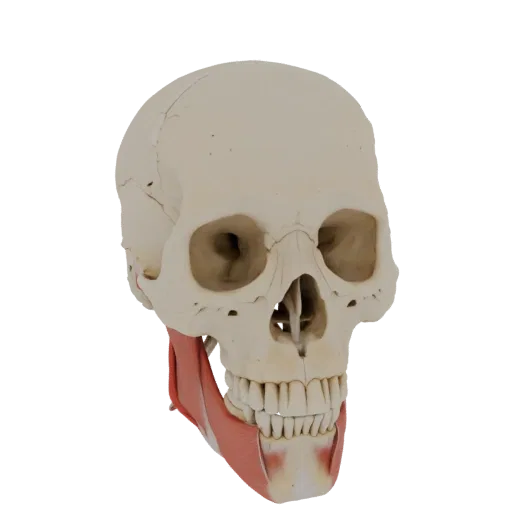 3D human skull model with highlighted facial muscles, showing right-sided lower jaw deviation when opening the mouth.
