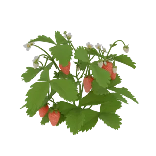 Strawberry Plant with Ripe Fruit and Blossoms