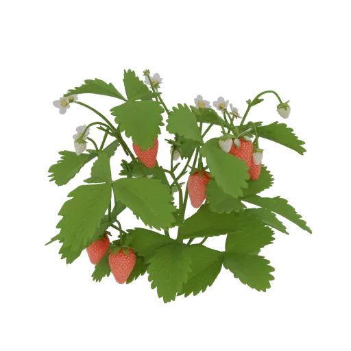 3D model of a strawberry plant with red fruits, green leaves, and white blossoms against a black background.
