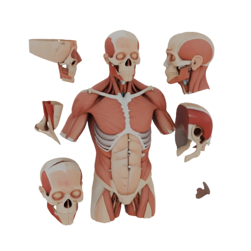 Модульный набор анатомии торса 3D Hero Asset для студии