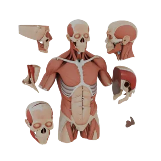 Modular Torso Anatomy Kit 3D Hero Asset for Studio